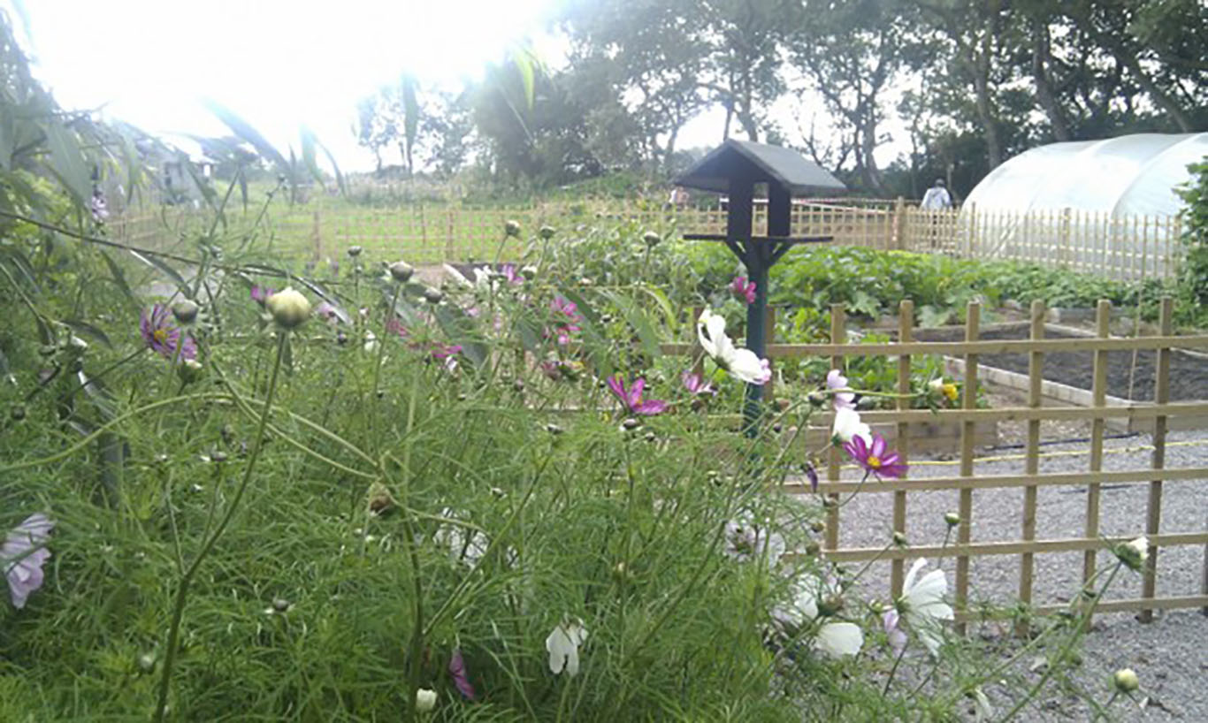 Wildflowers at Bridge Inn Community Farm